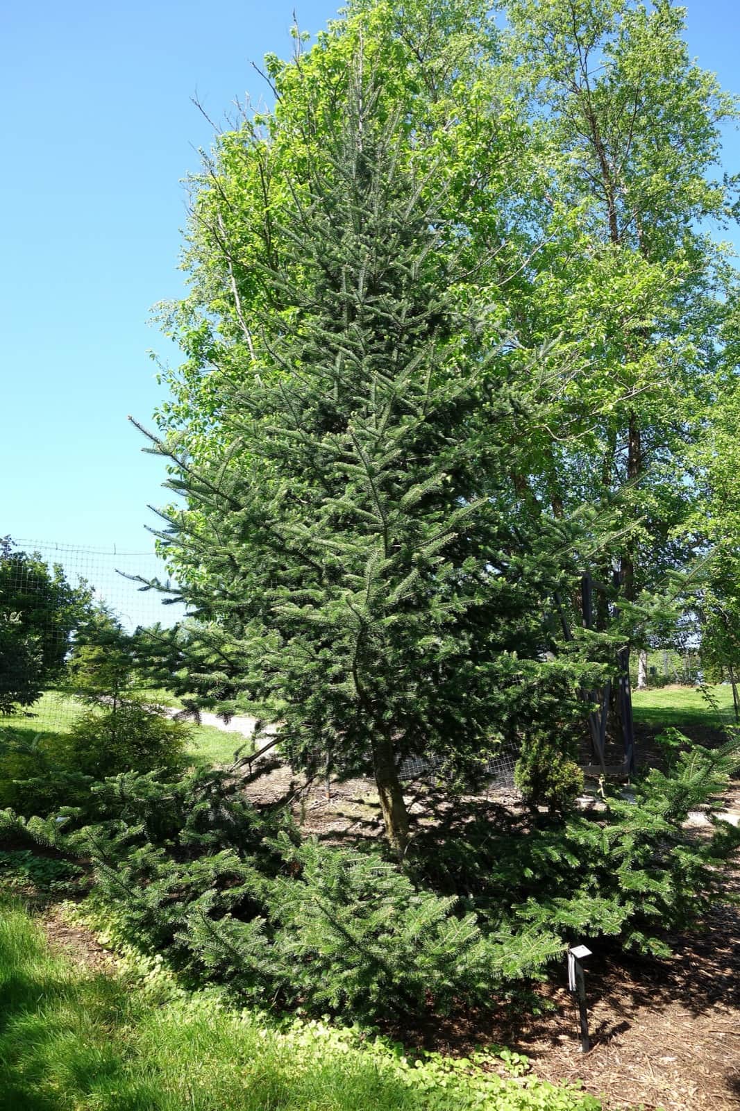 Balsam Fir