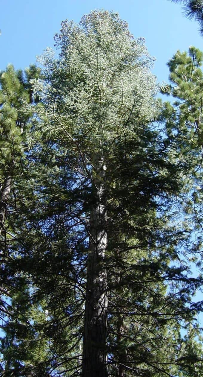 White Fir