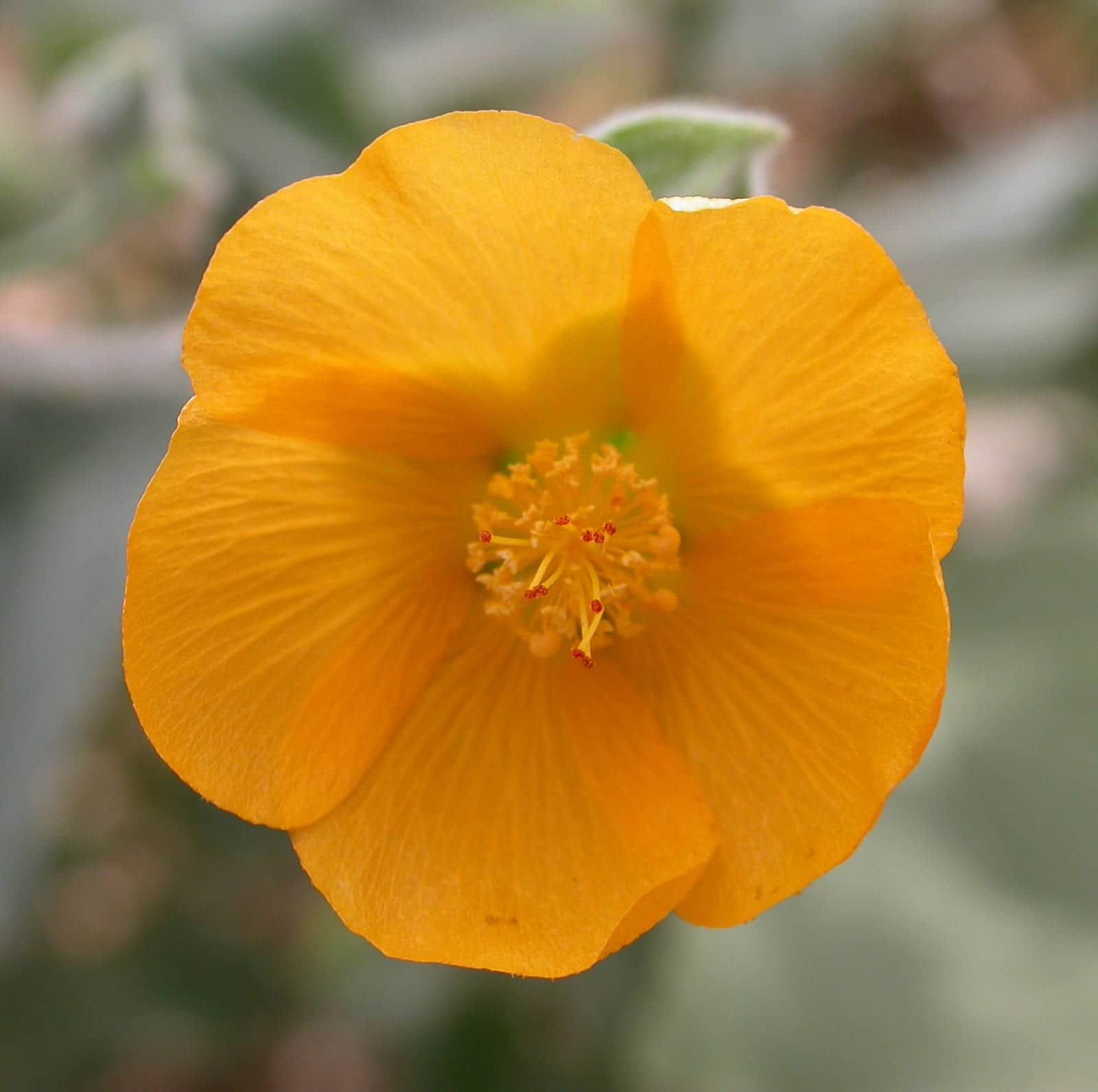 Indian Mallow
