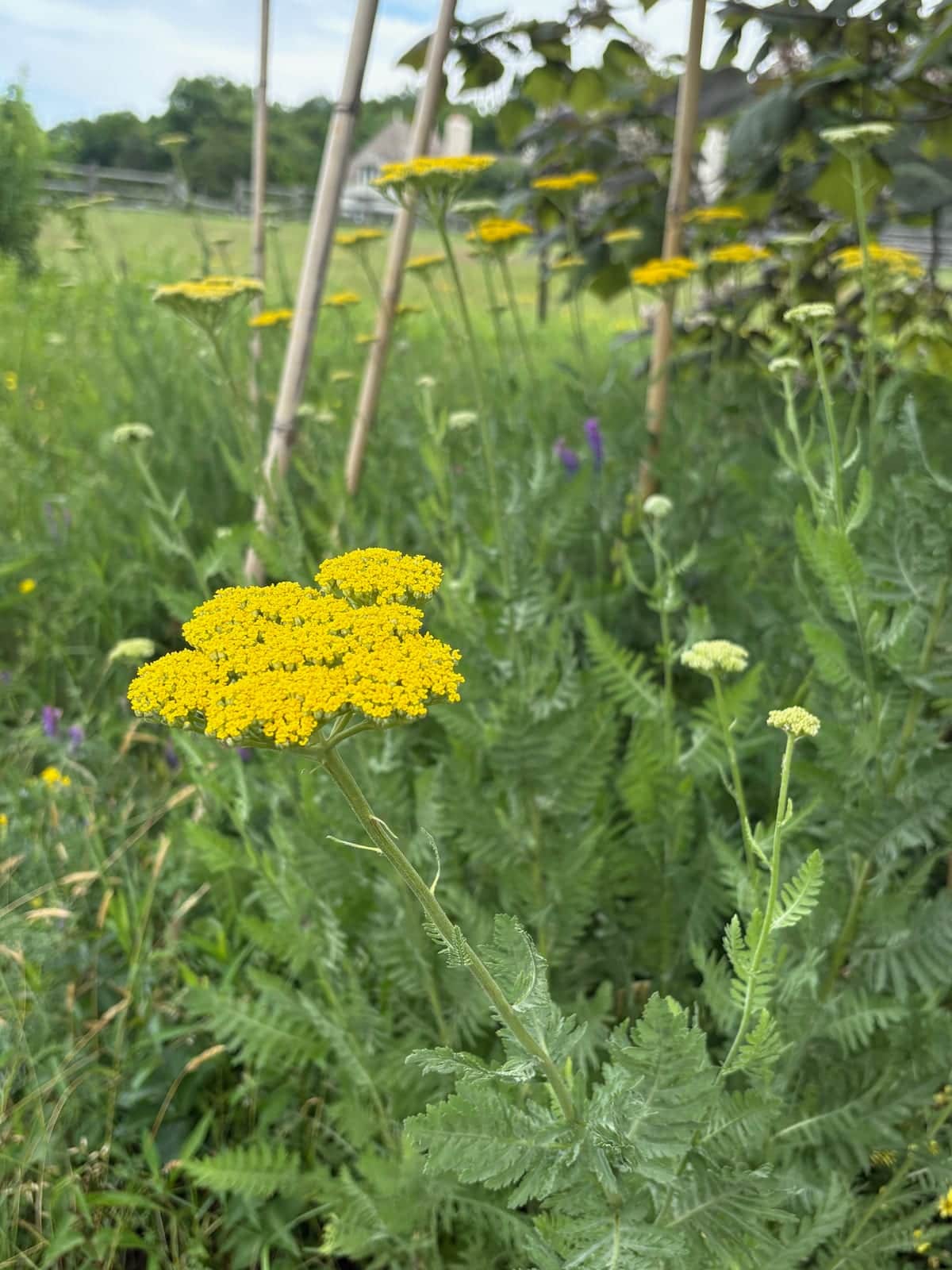 Yarrow