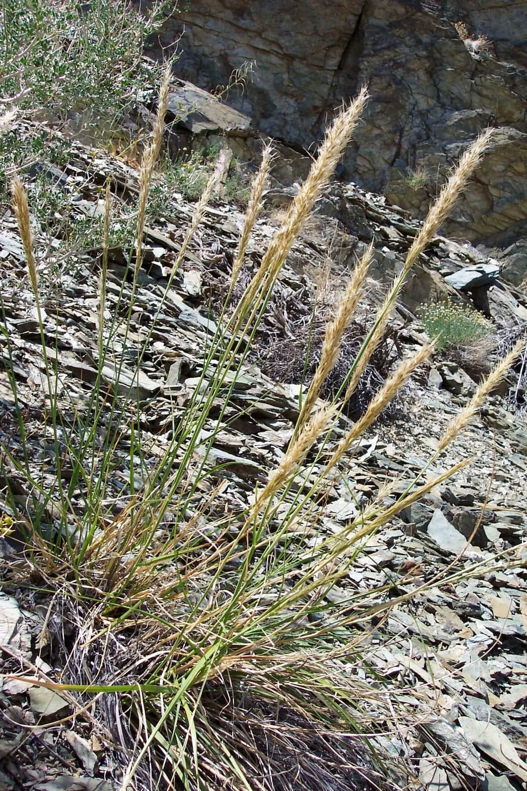 Indian Ricegrass