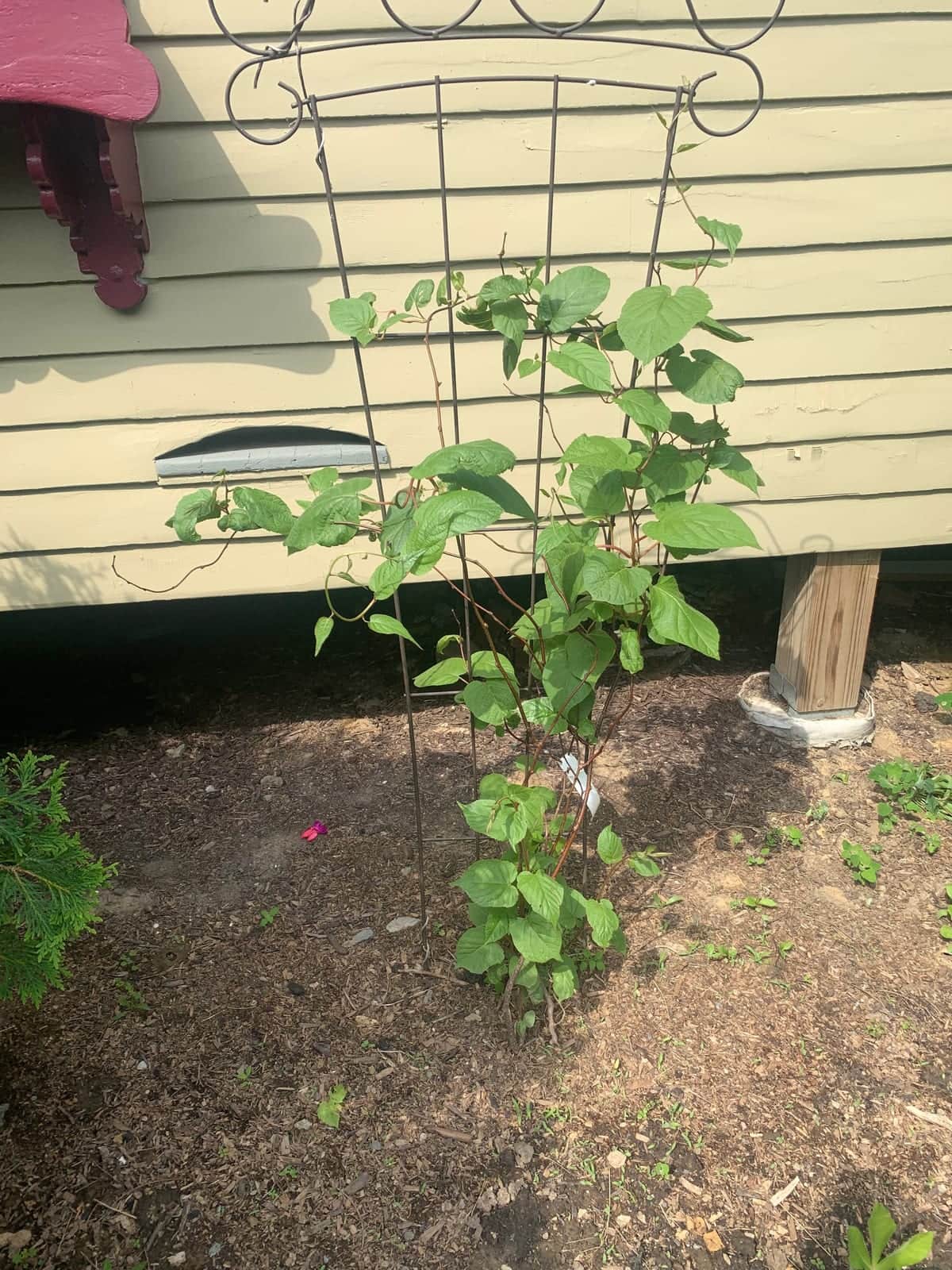 Hardy Kiwi