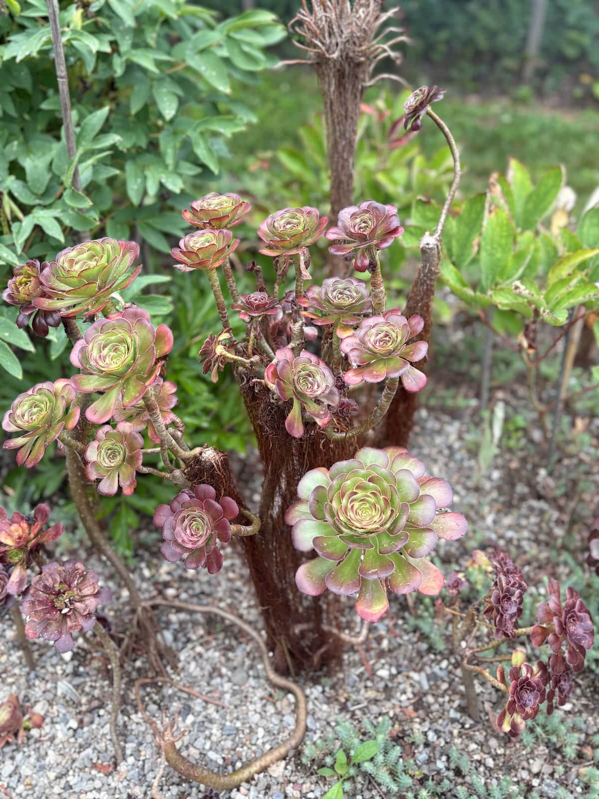 Tree Houseleek