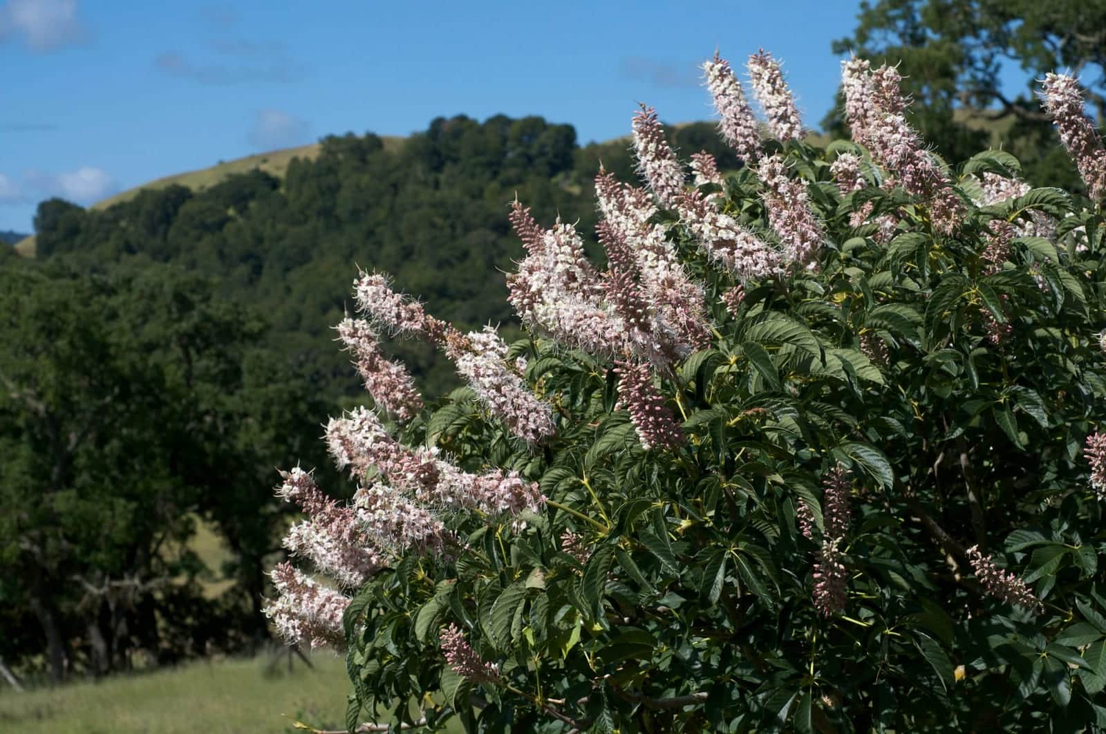 California Buckeye