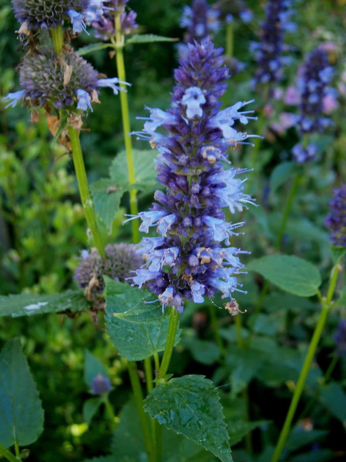 Agastache