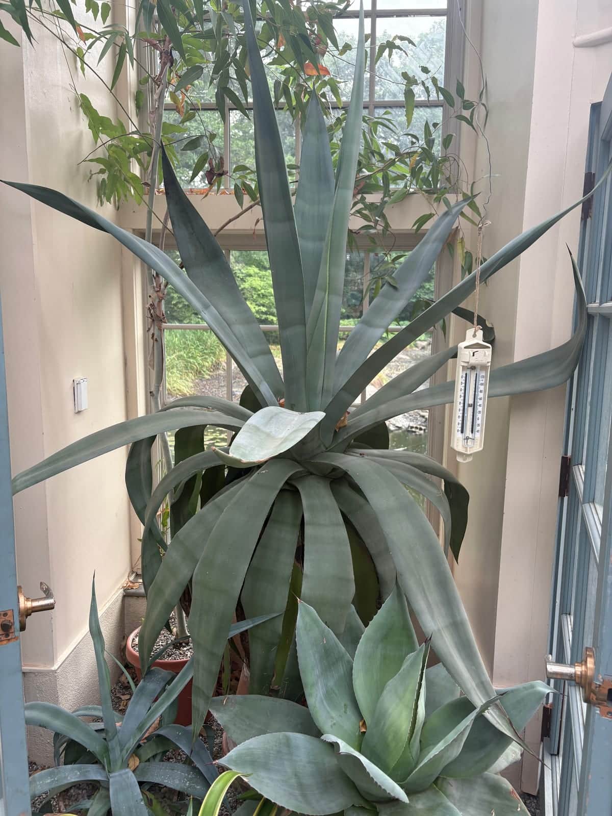 Agave Americana