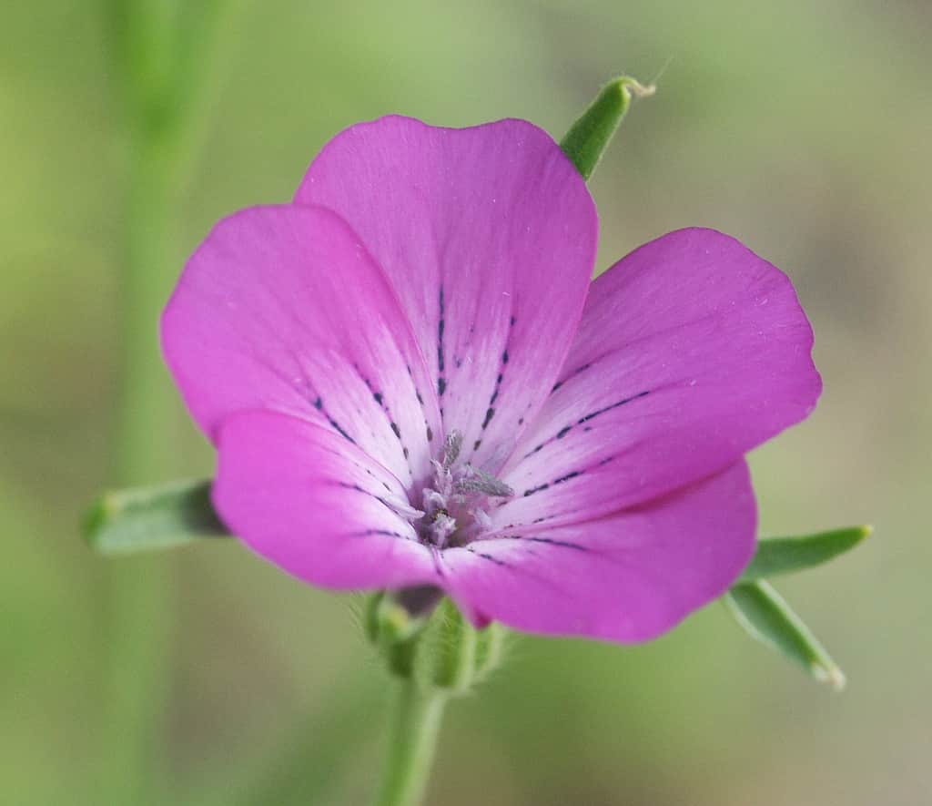 Agrostemma