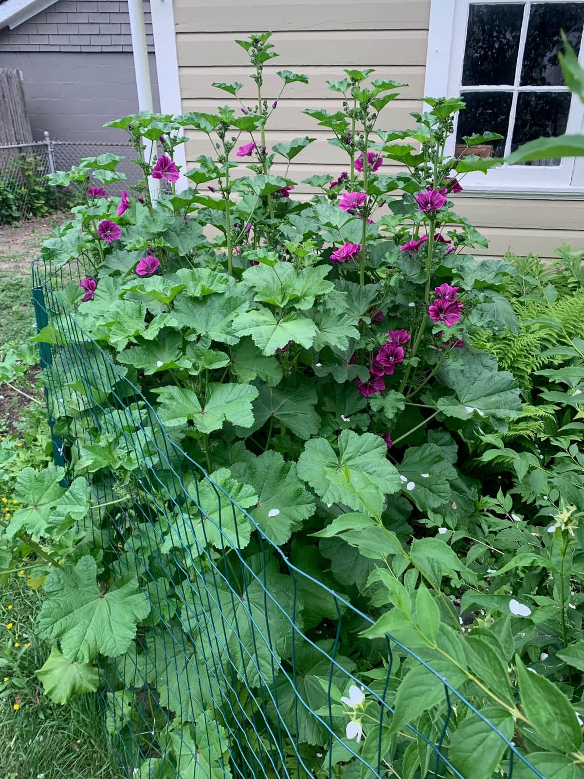 Hollyhock Spike