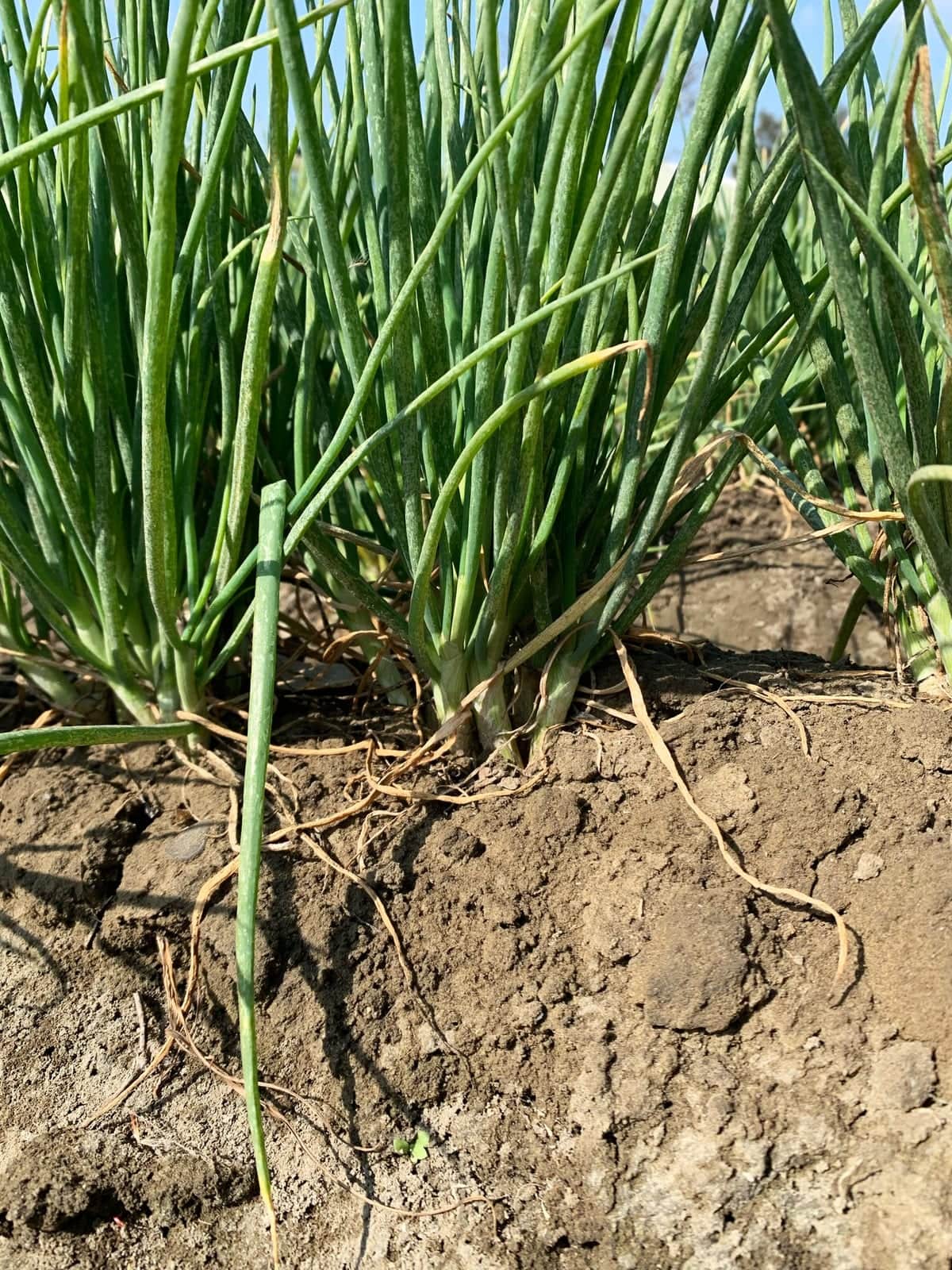 Shallots