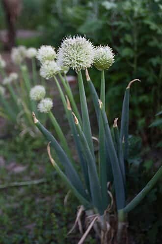 Bunching Onion / Scallion