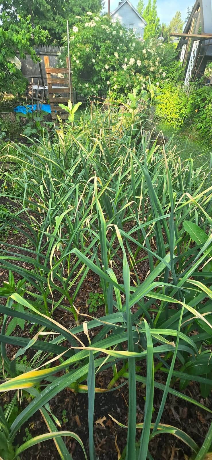 Garlic