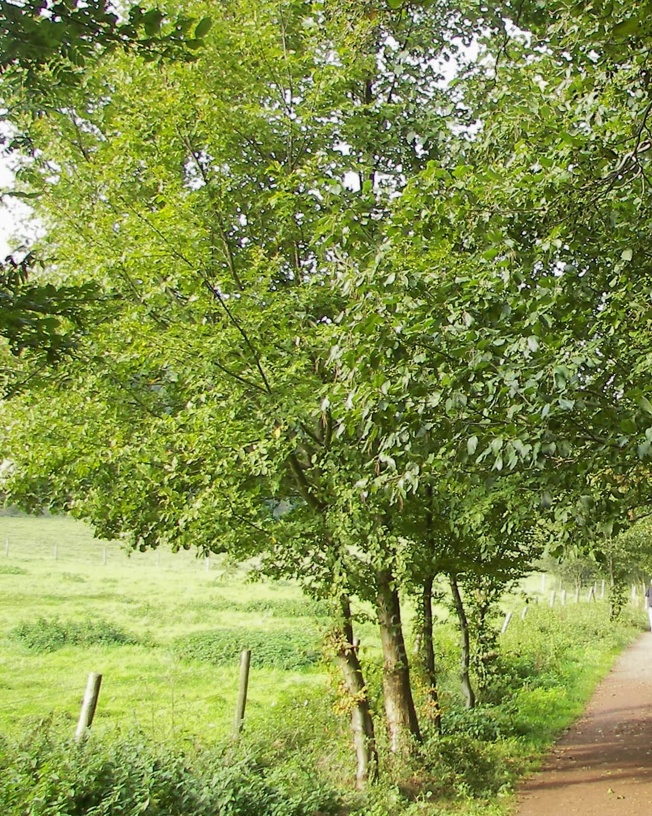 Gray Alder