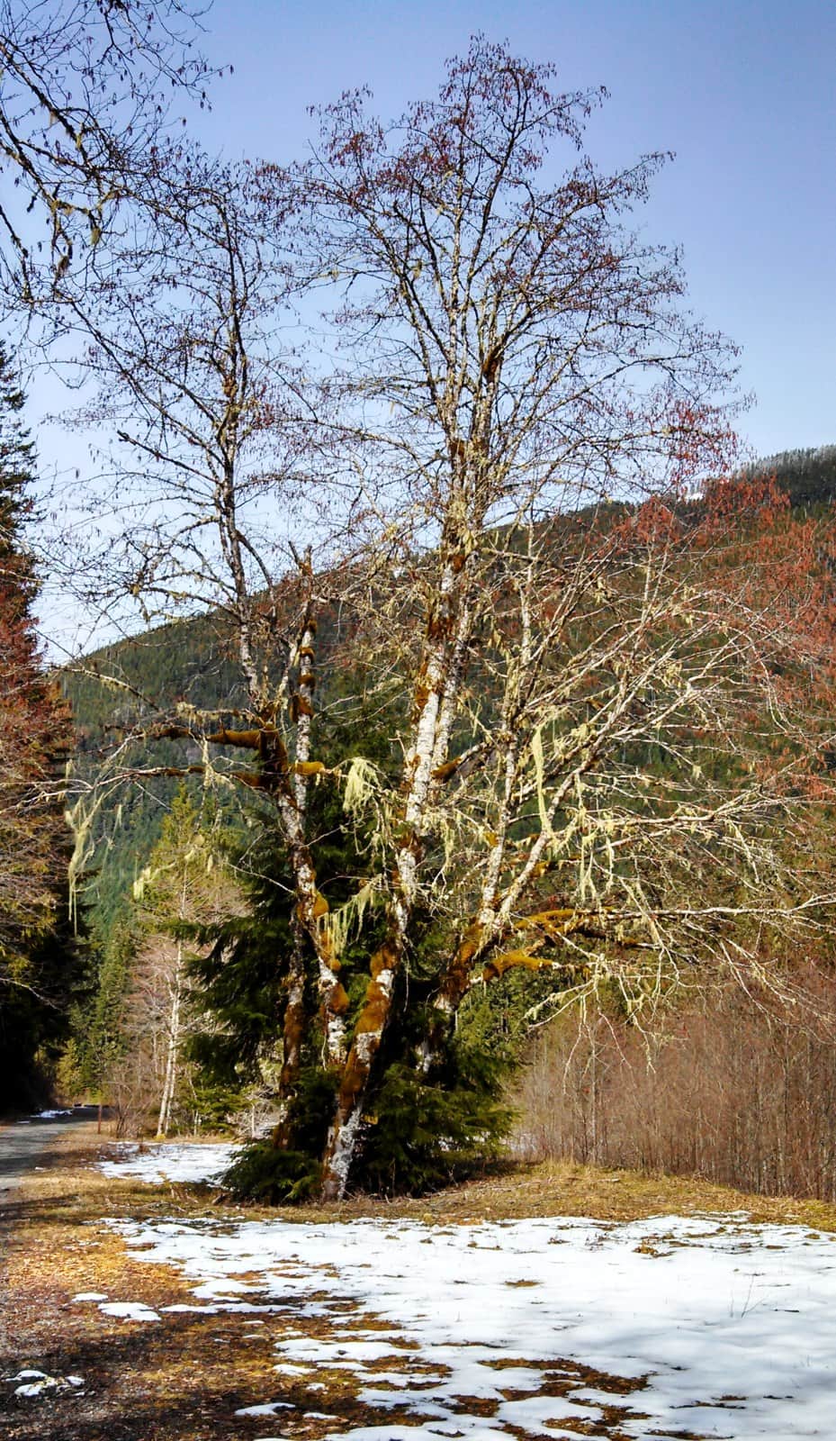 Red Alder