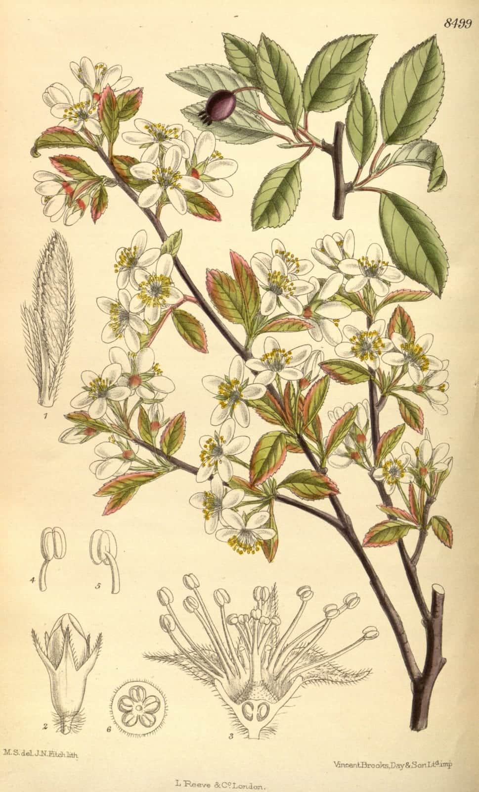 Bartram's Serviceberry