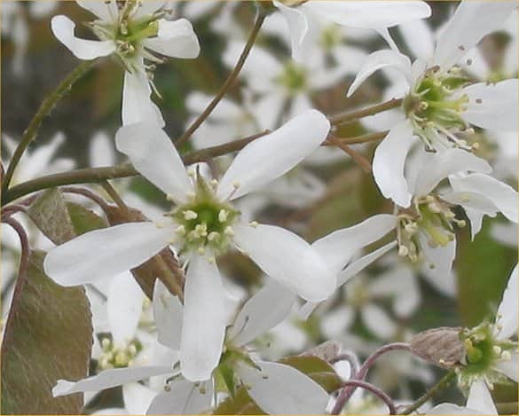 Serviceberry