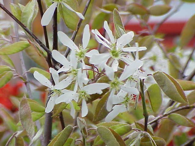 Cusick's Serviceberry