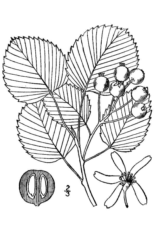 Gaspe Serviceberry