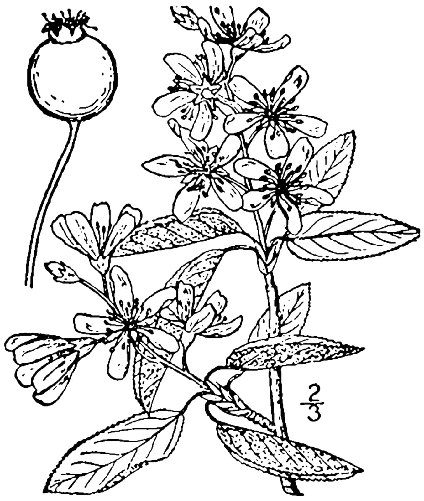 Intermediate Serviceberry
