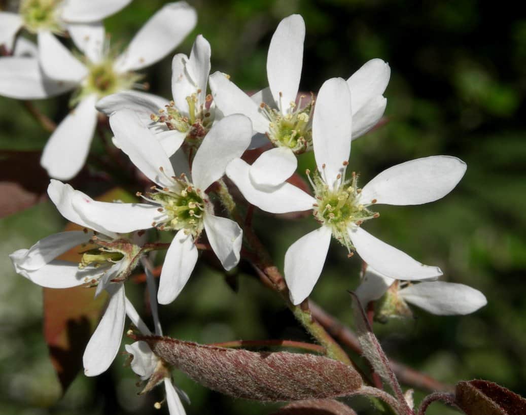 Snowy Mespilus