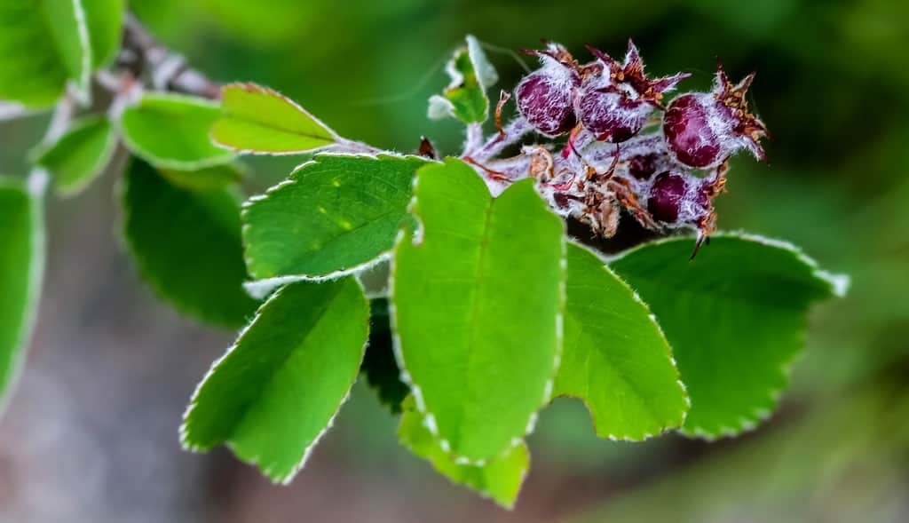Coastal Plain Serviceberry