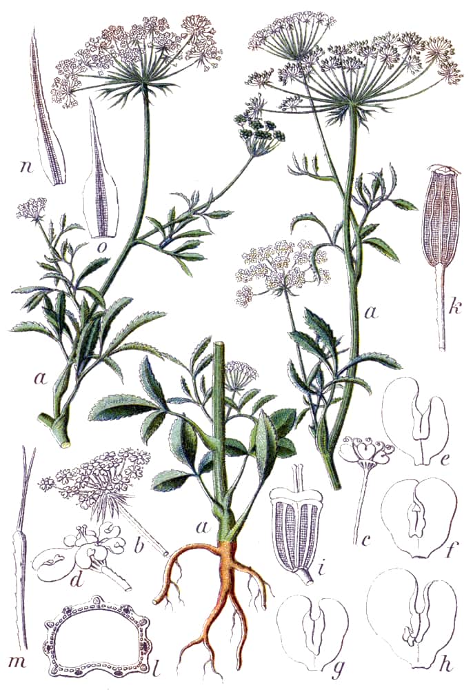 False Queen Anne's Lace