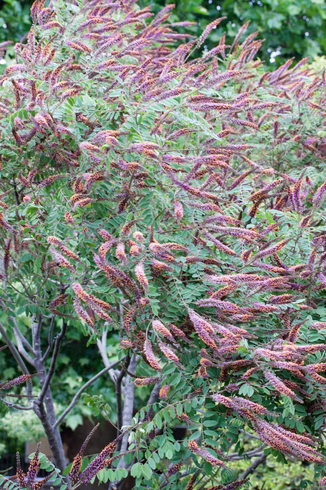 Leadplant