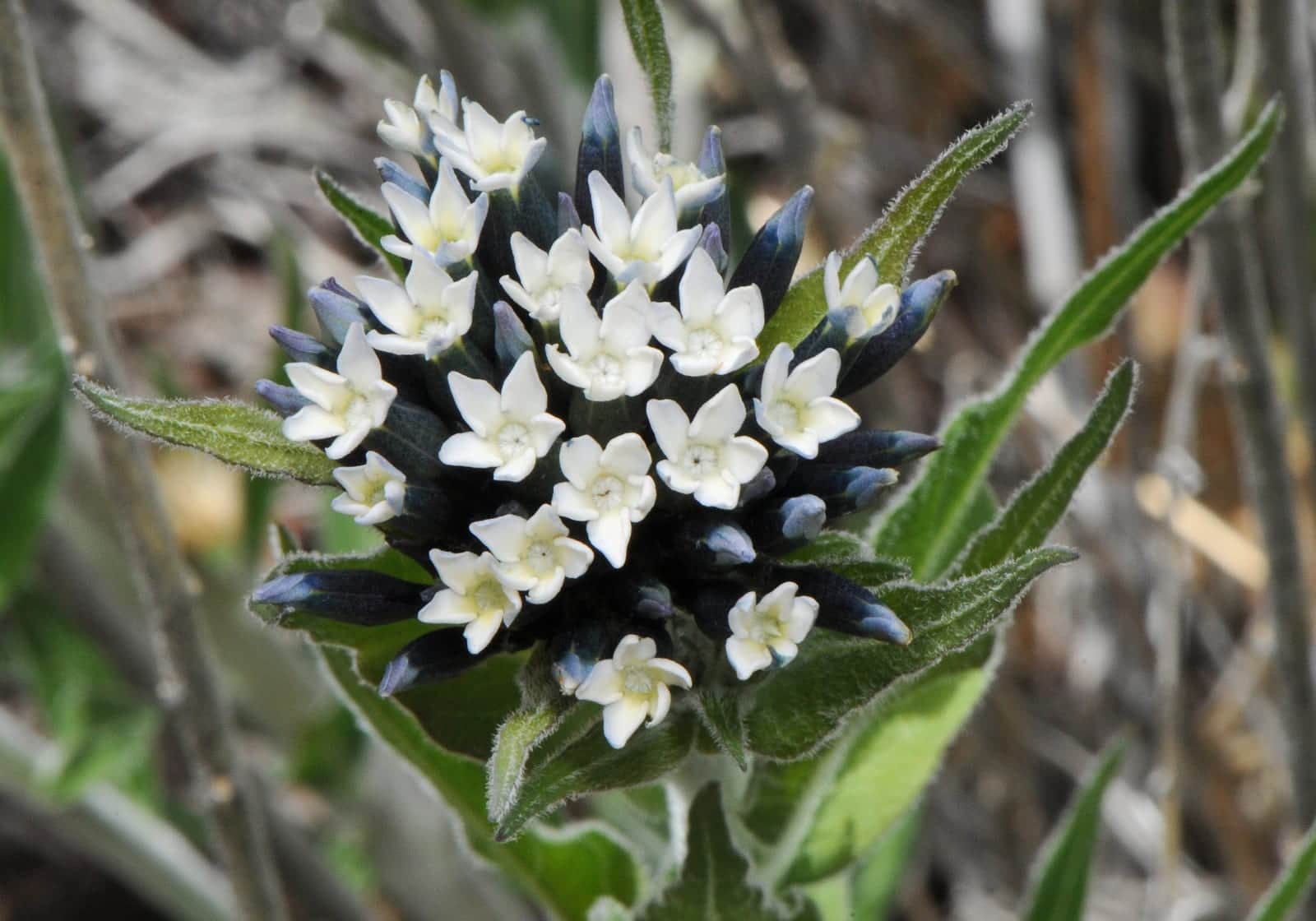 Kearney's Bluestar