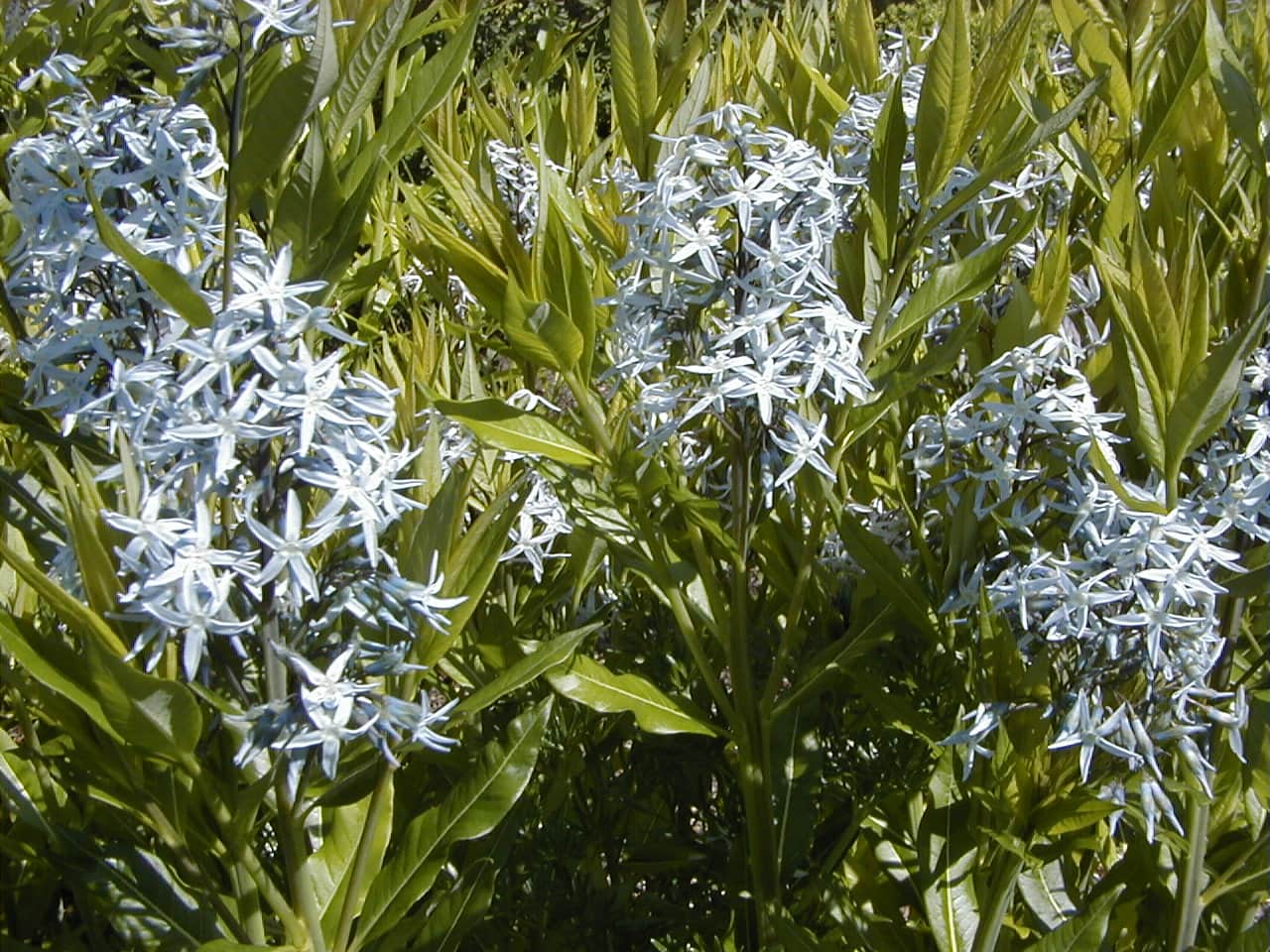 Amsonia