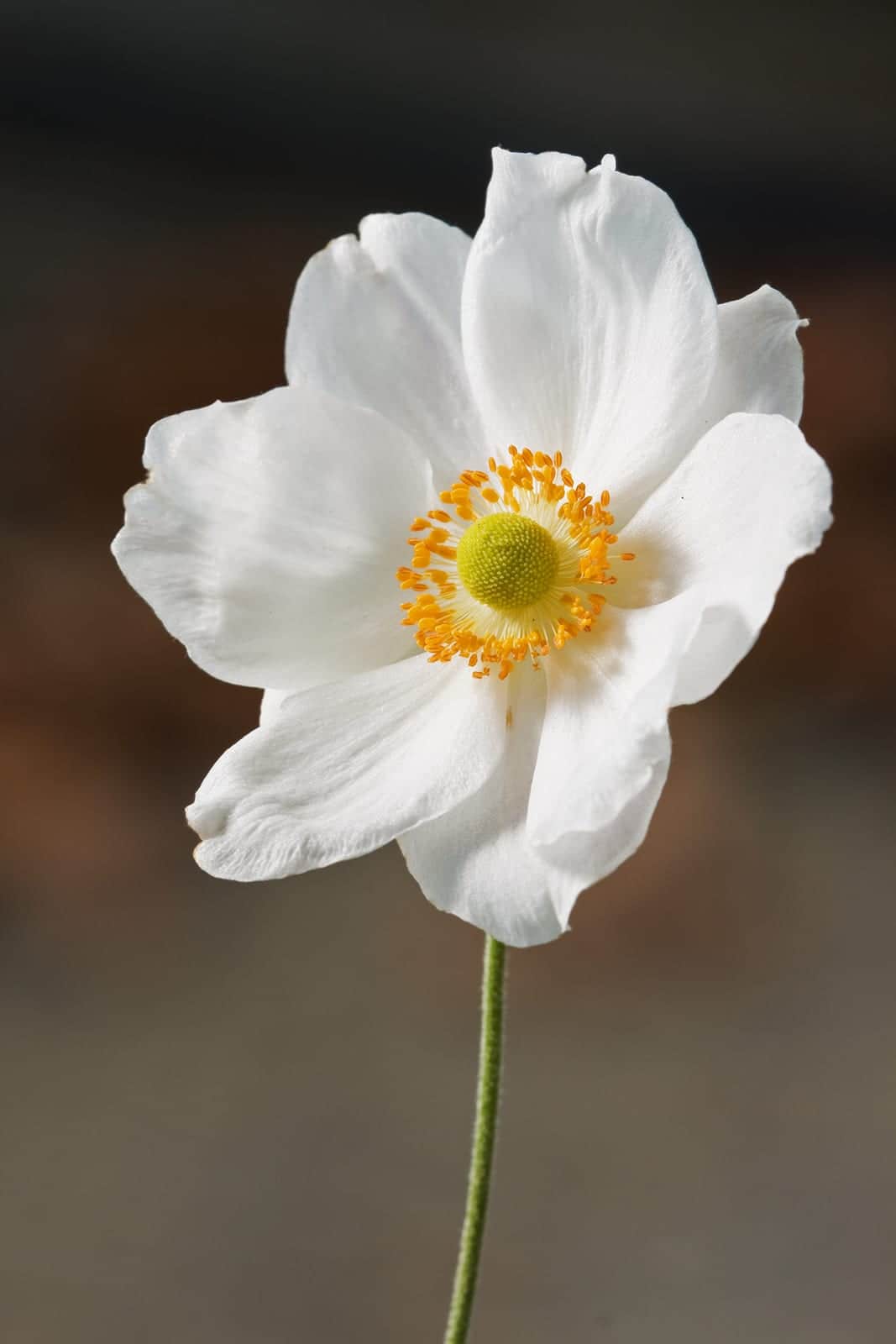 Japanese Anemone