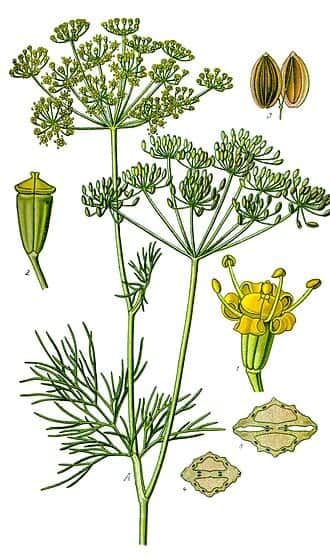 Dill