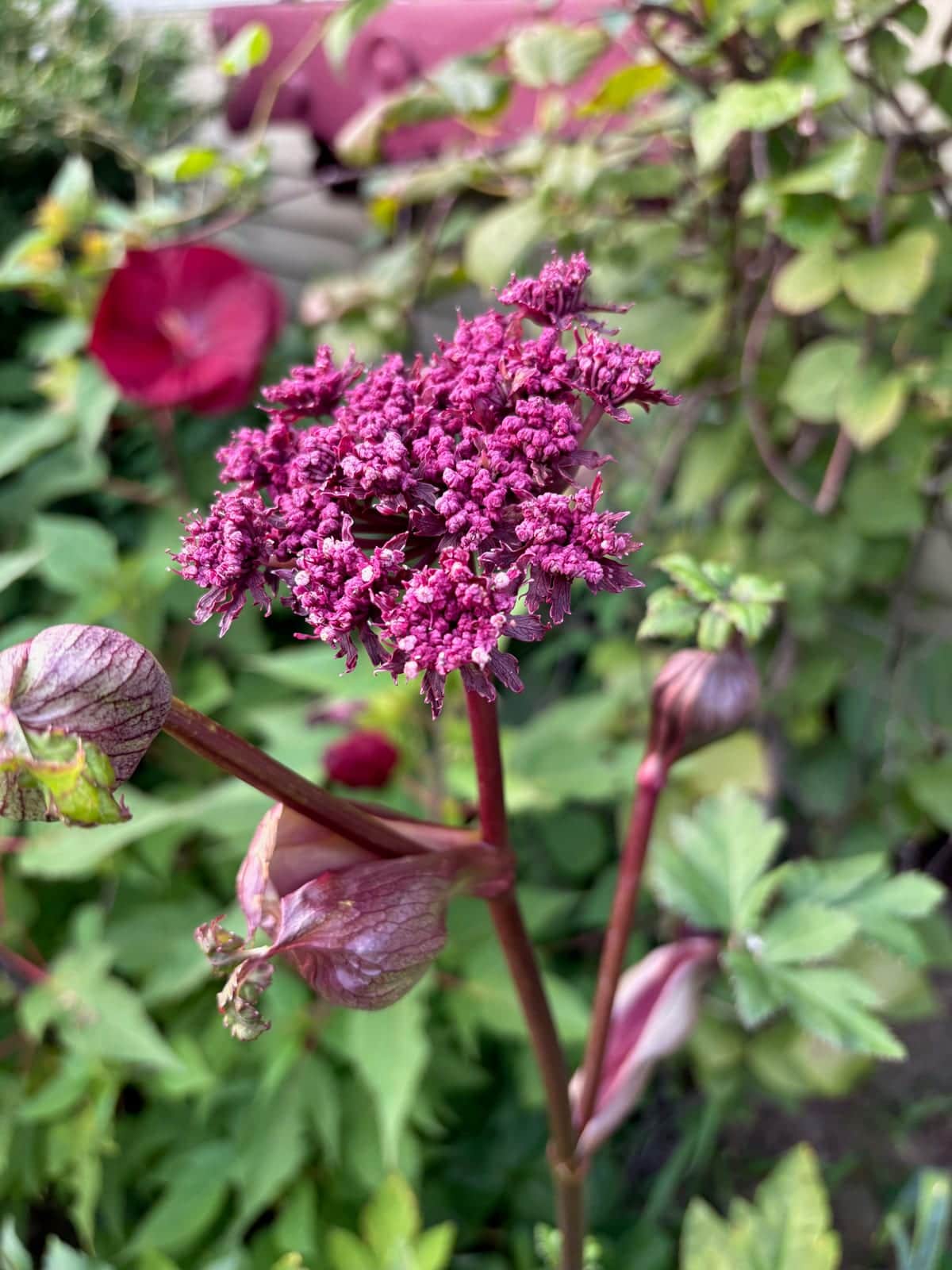 Korean Angelica