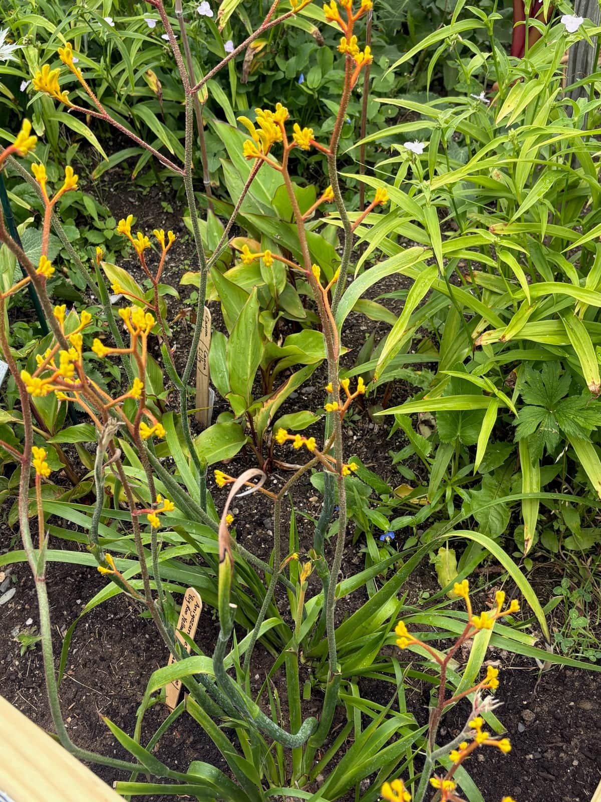 Kangaroo Paw
