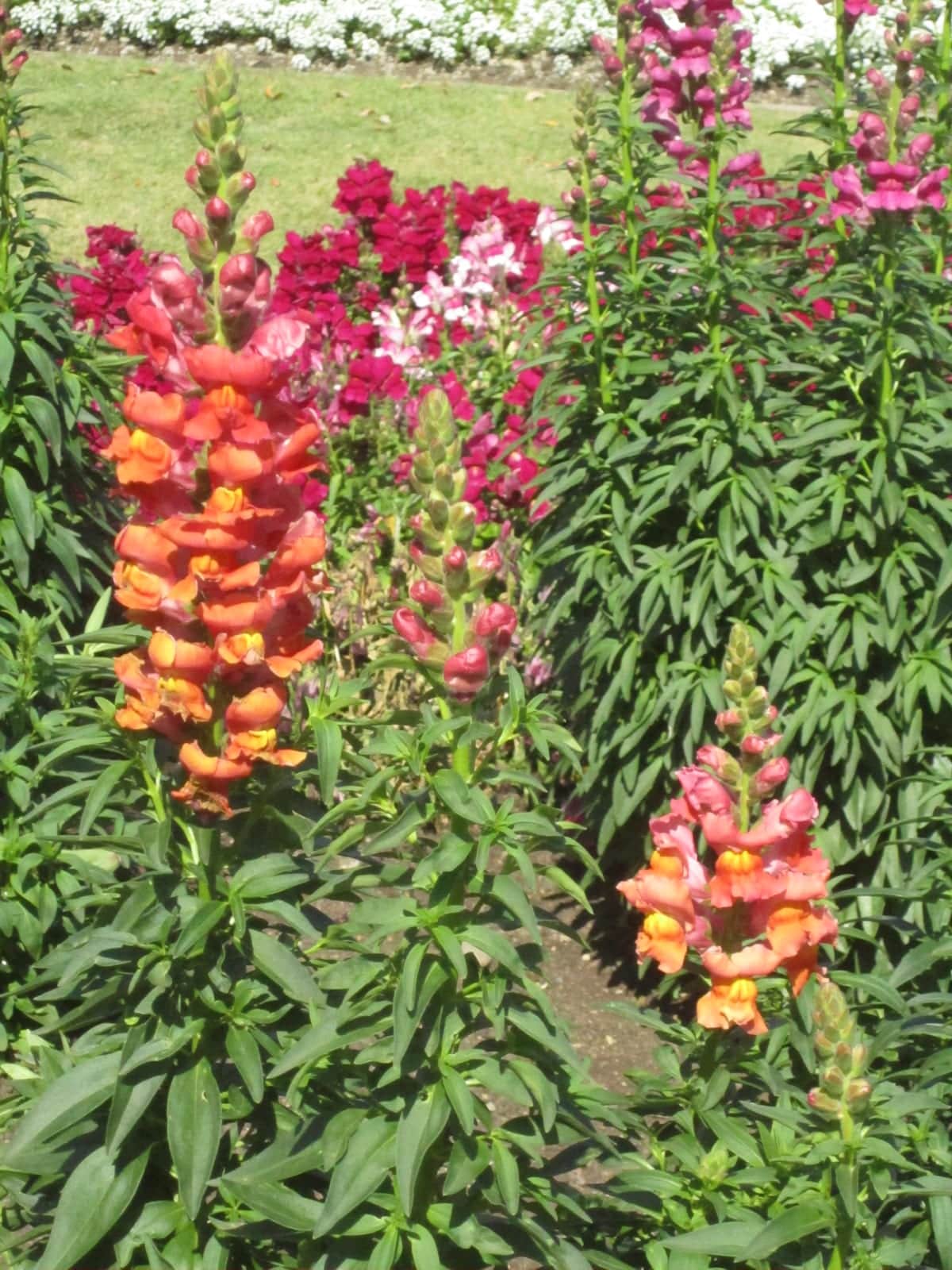 Snapdragon
