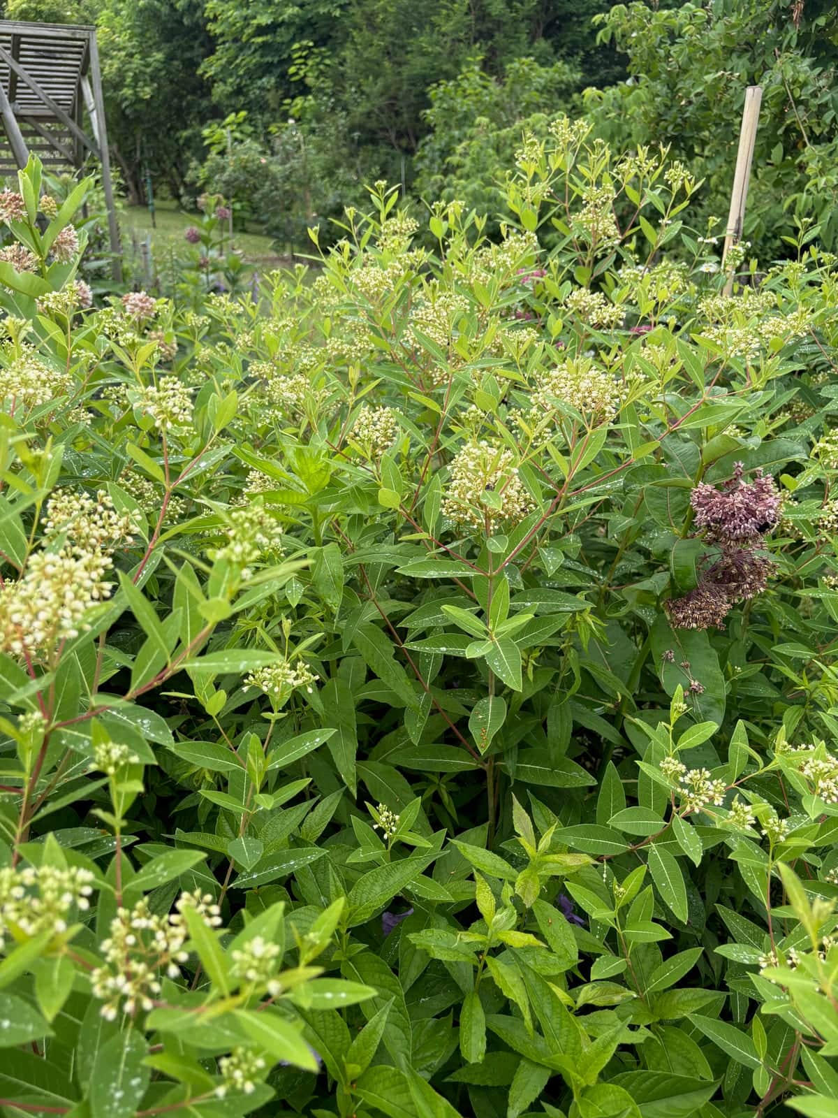 Indian Hemp