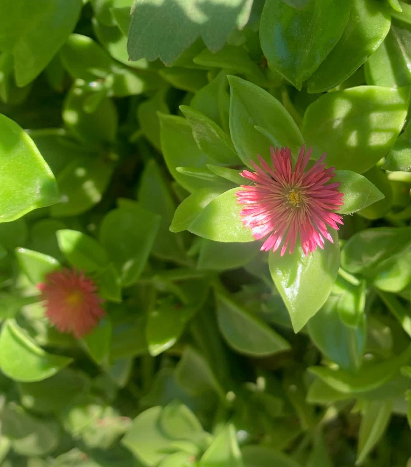 Heartleaf Ice Plant