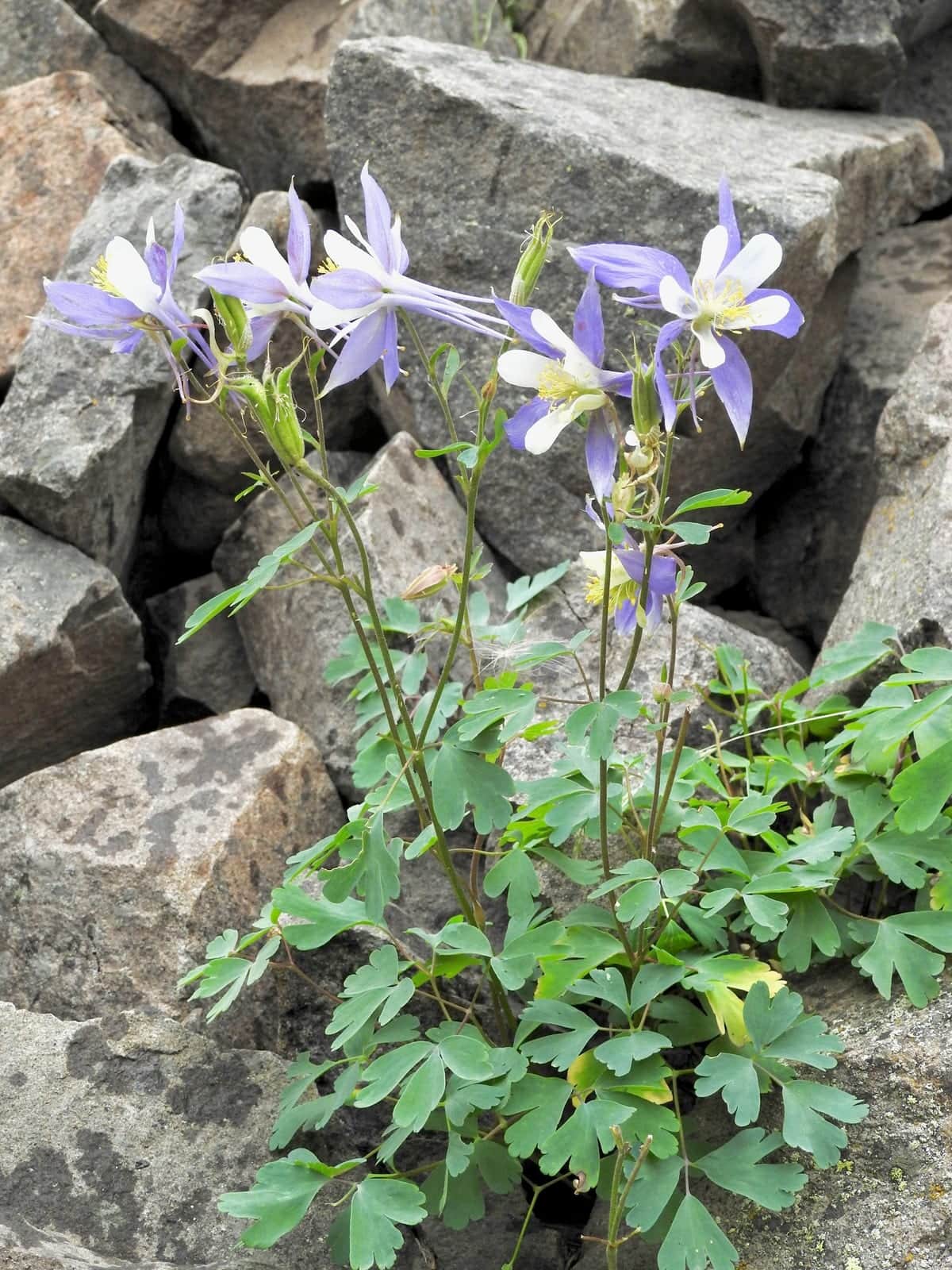 Rocky Mountain Columbine