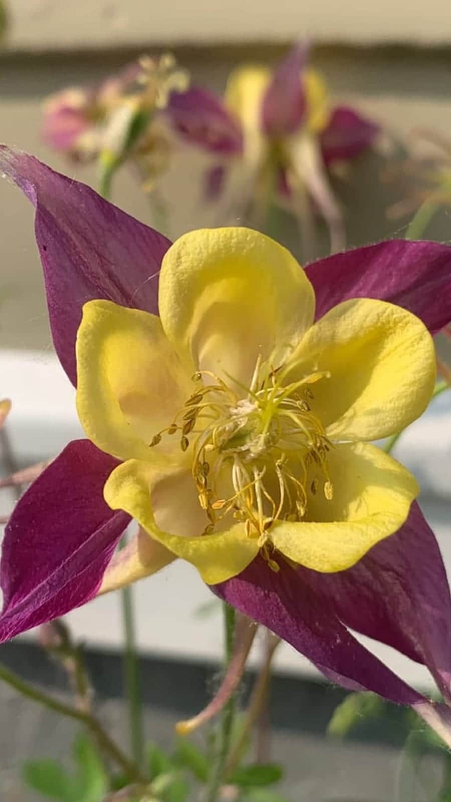 Columbine