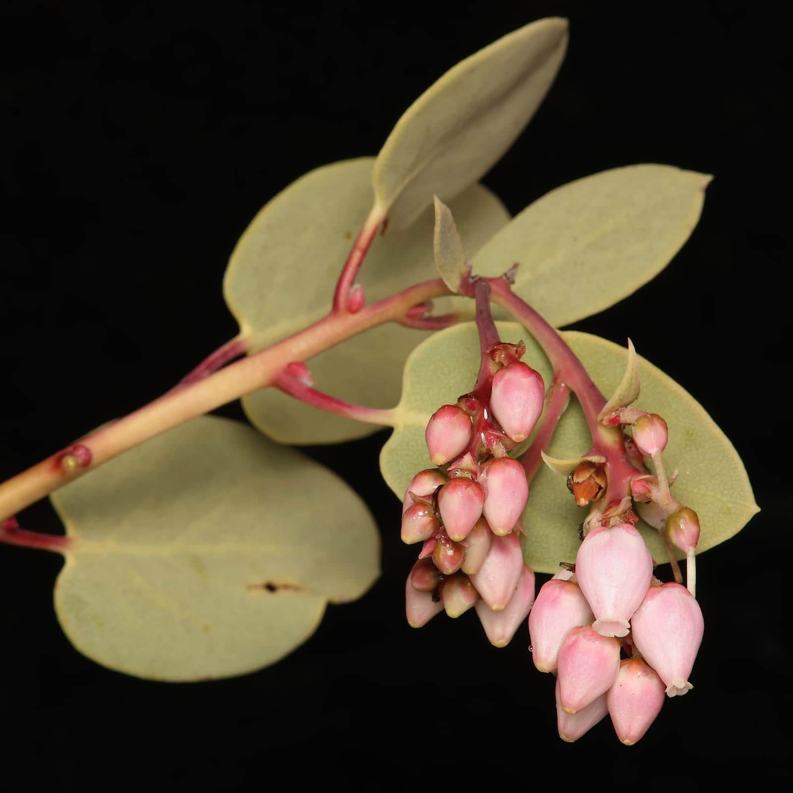Bigberry Manzanita