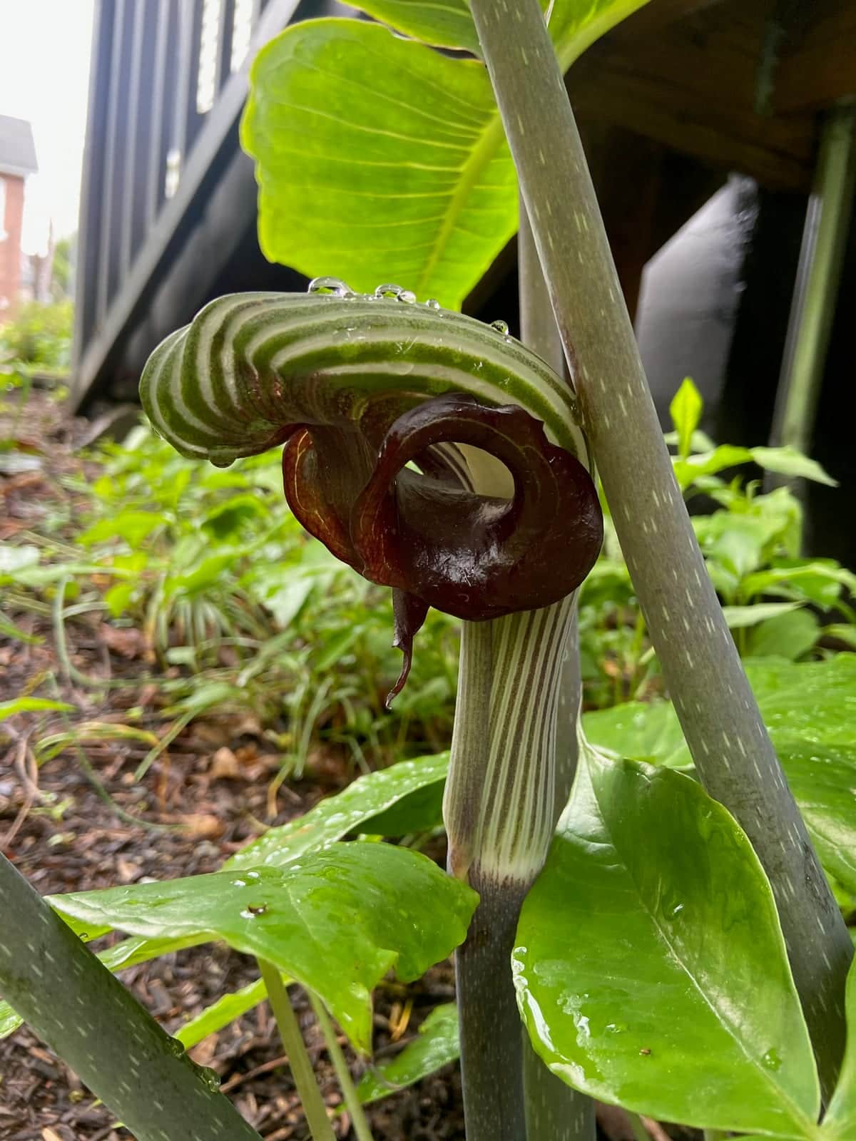 Cobra Lily
