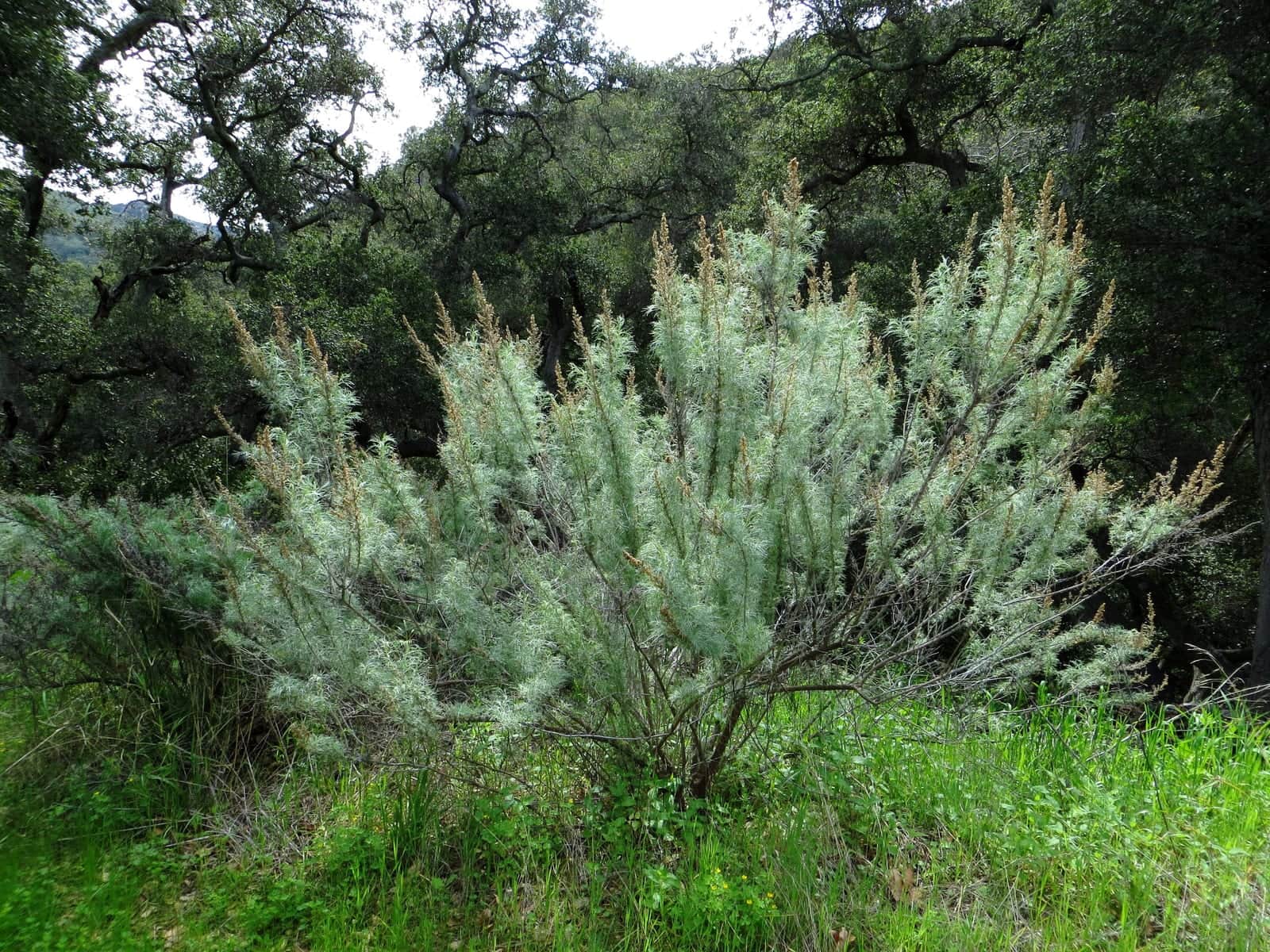 California Sagebrush