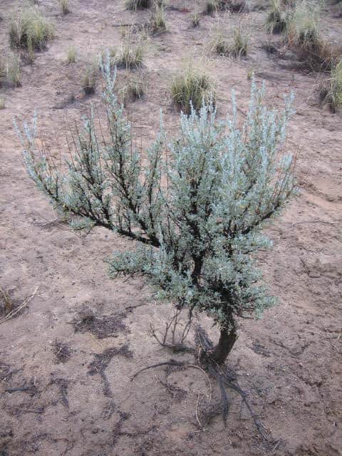 Big Sagebrush