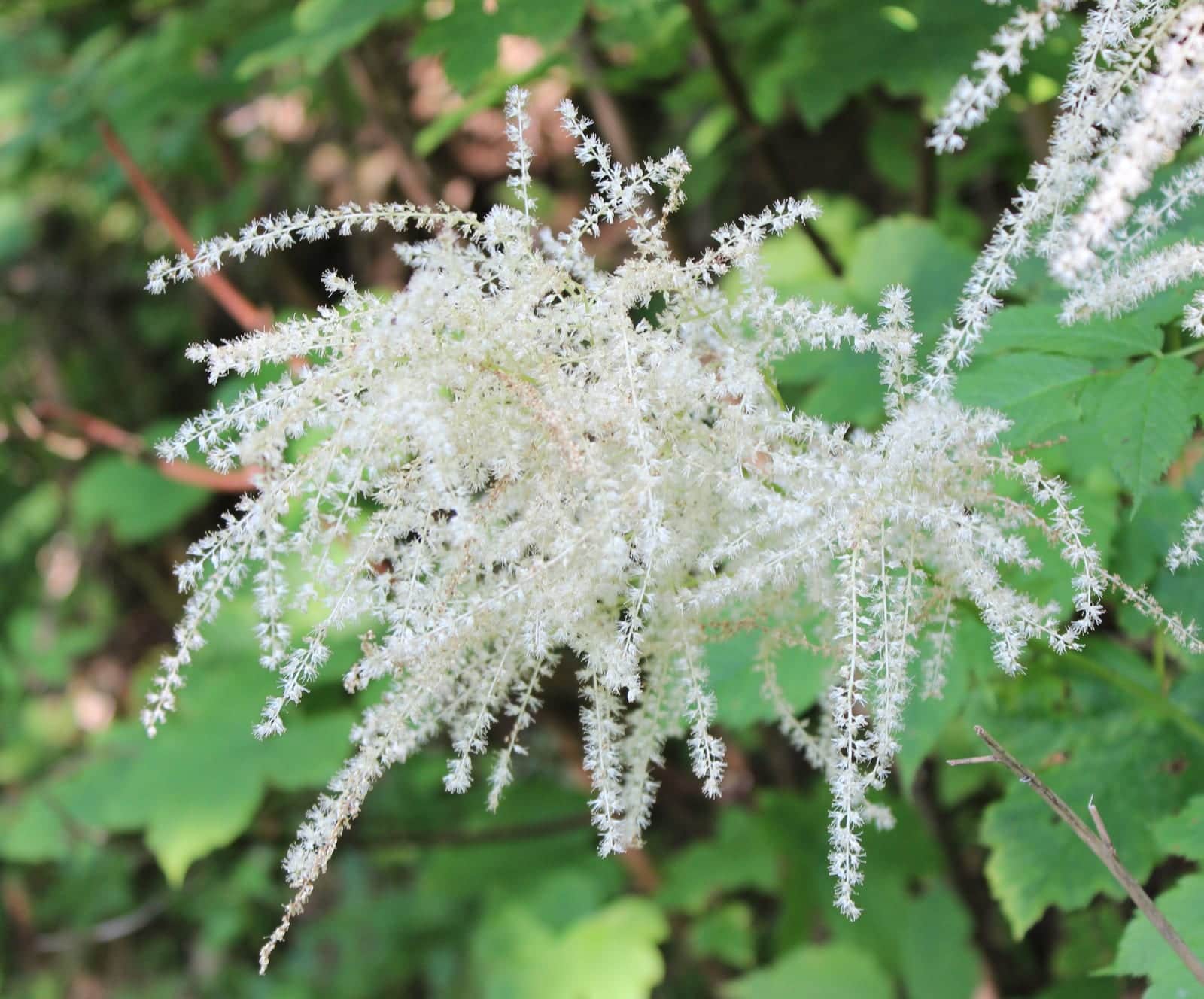 Dwarf Goat's Beard