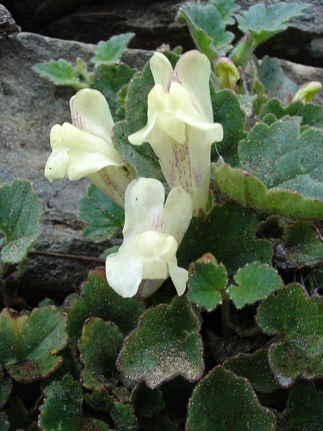 Creeping Snapdragon
