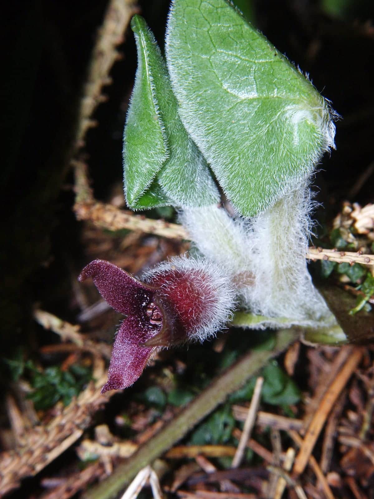 European Wild Ginger