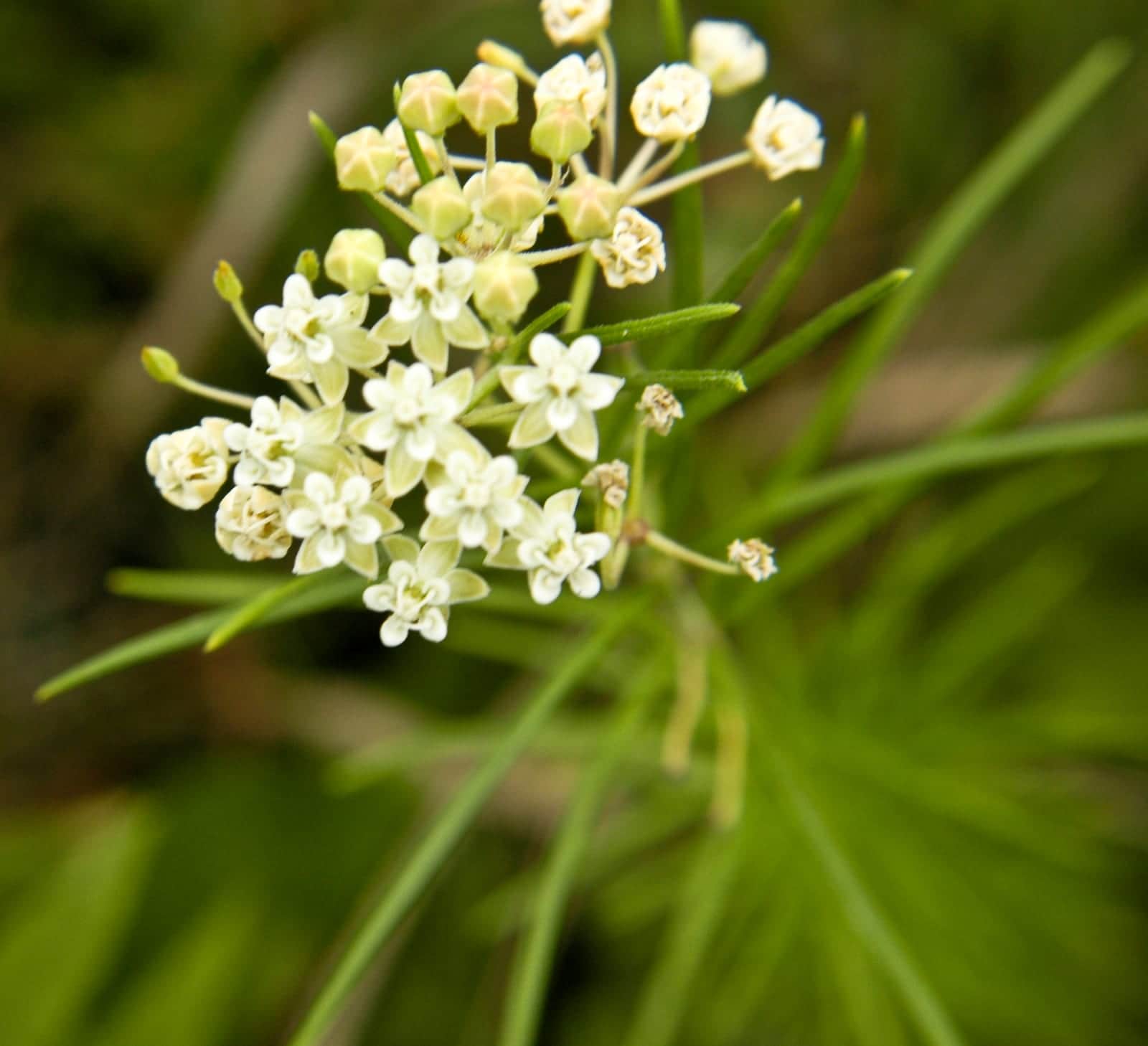 Asclepias Verticillata