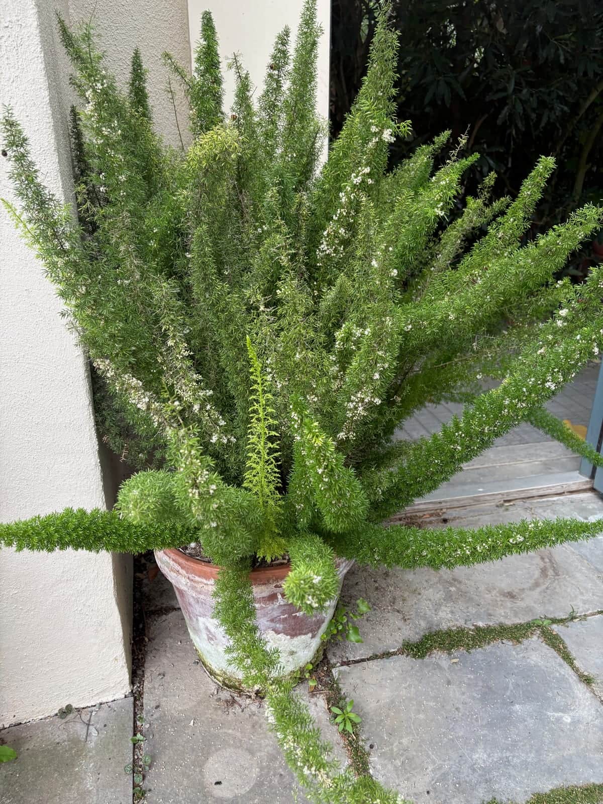 Foxtail Fern