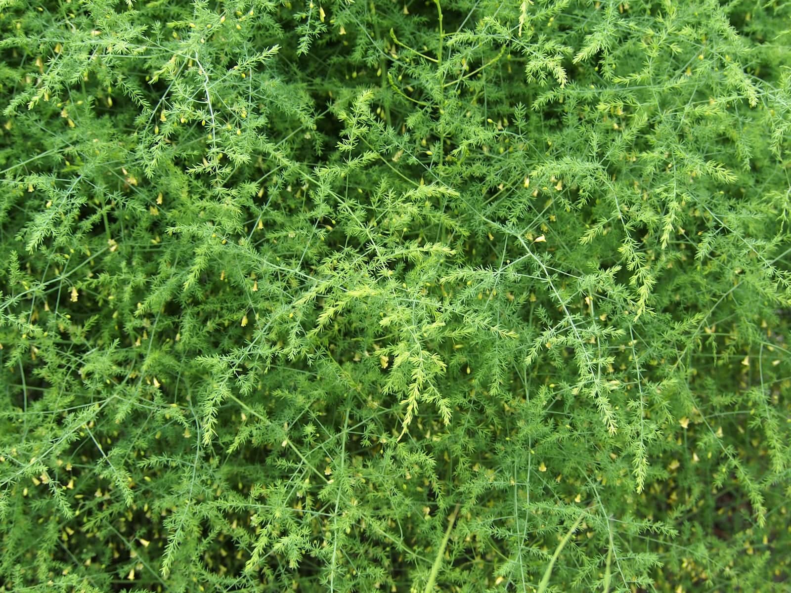 Asparagus