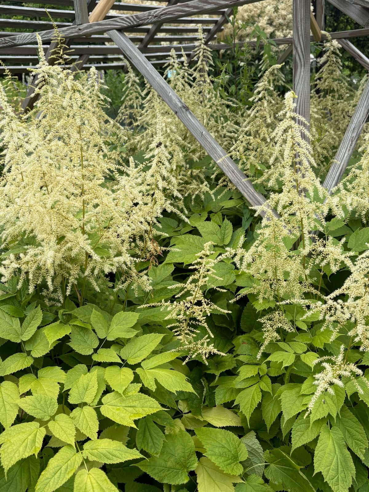 Astilbe Biternata
