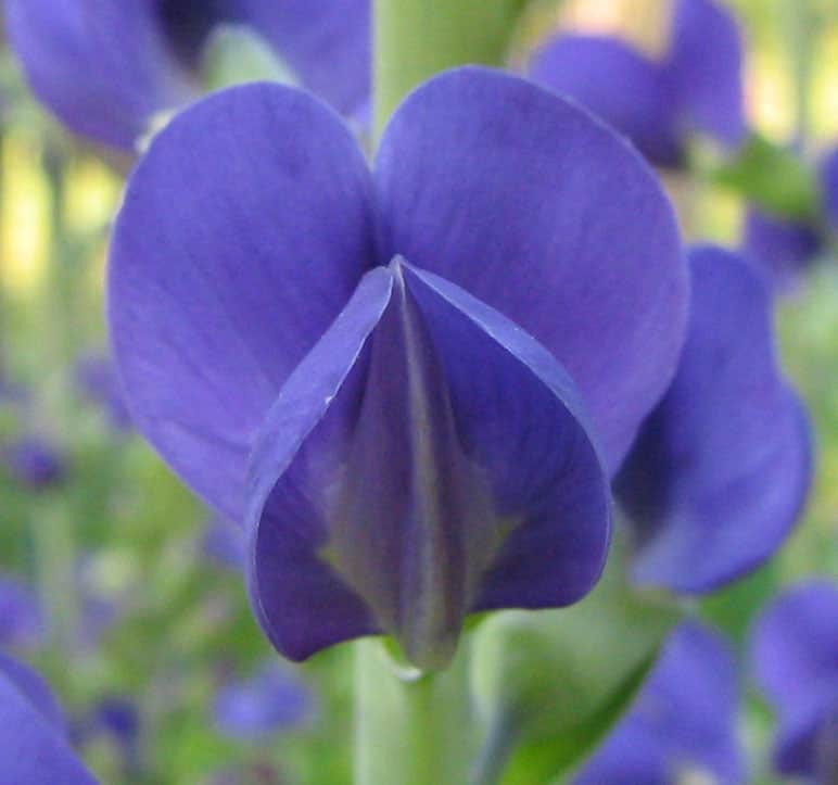 Dwarf Wild Indigo