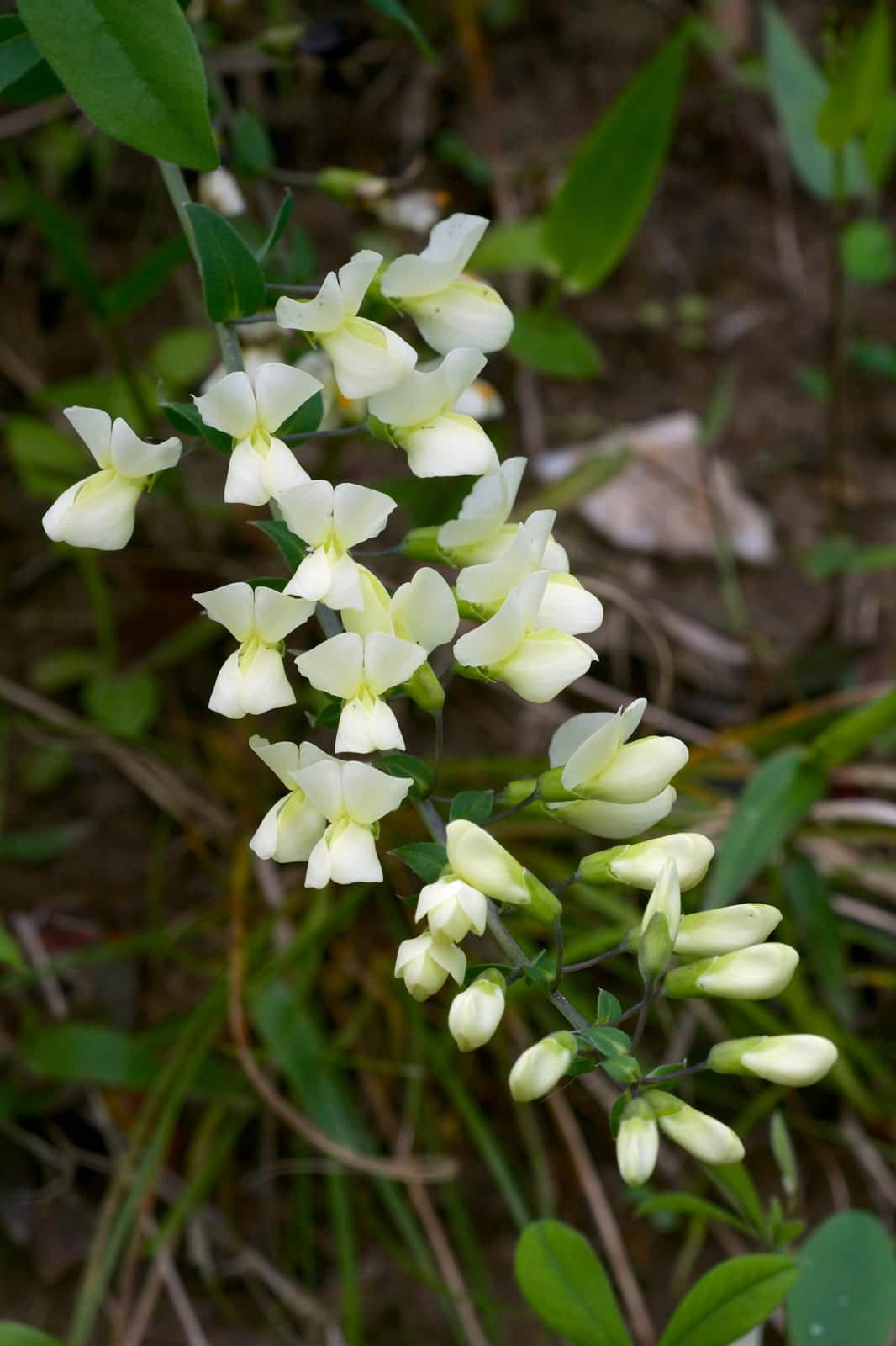 Cream Wild Indigo
